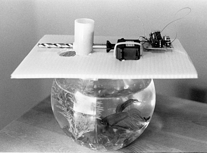 Diy fish feeder automatic online